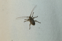 Leptostylopsis terraecolor