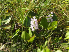 Pontederia crassipes