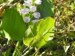 Pontederia crassipes