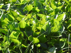 Pontederia crassipes