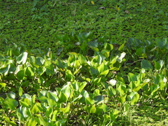 Pontederia crassipes