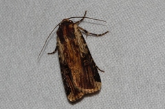 Amazonides epipyria