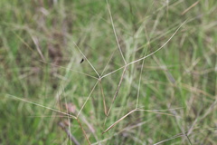 Aristida oligantha