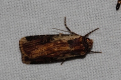 Amazonides epipyria