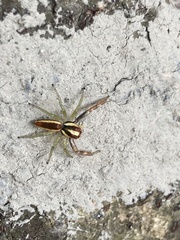 Epocilla calcarata