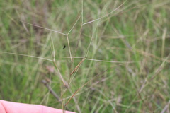 Aristida oligantha