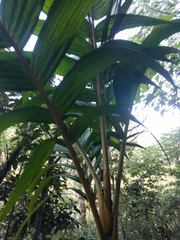 Pinanga coronata
