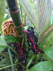 Pinanga coronata
