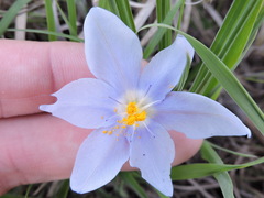 Nemastylis geminiflora