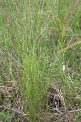 Aristida longespica