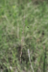 Aristida longespica