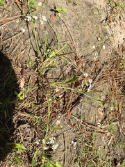 Limnosciadium pumilum