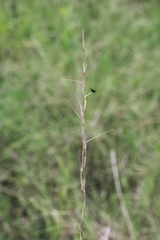 Aristida longespica
