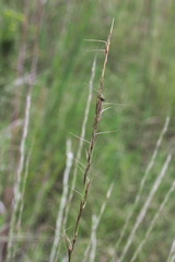 Aristida longespica