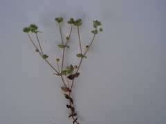 Radiola linoides