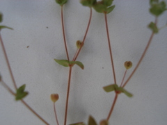 Radiola linoides
