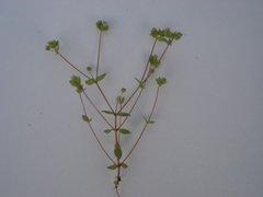 Radiola linoides