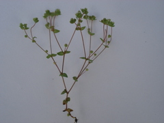 Radiola linoides