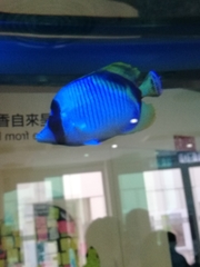 Chaetodon