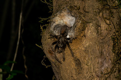 Thrigmopoeus