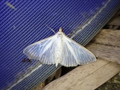 Palpita vitrealis