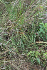 Cyperus echinatus