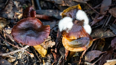 Cortinarius austrovenetus