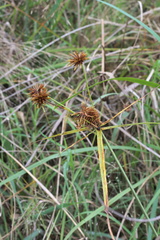 Cyperus echinatus
