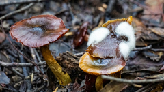 Cortinarius austrovenetus
