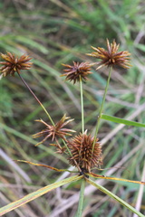 Cyperus echinatus