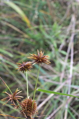 Cyperus echinatus