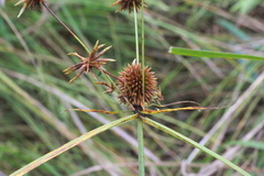 Cyperus echinatus