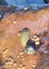 Lepidochitona cinerea