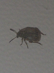 Acanthoscelides obtectus