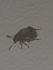 Acanthoscelides obtectus