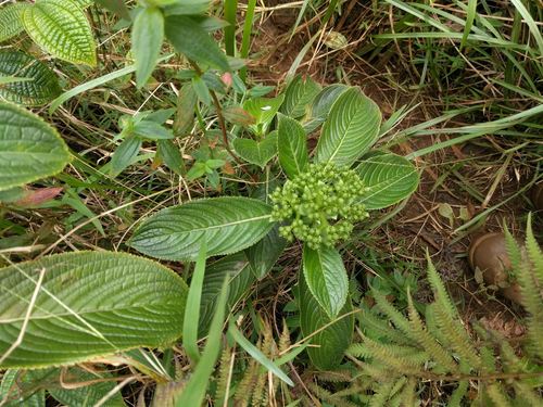 Hydrangea arguta, photograph 1