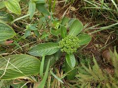 Hydrangea arguta, photograph Kevin Faccenda, CC BY, iNaturalist via GBIF