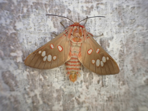 Balacra preussi