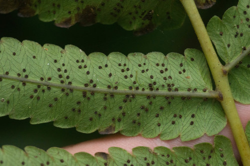 Menisciopsis cyatheoides