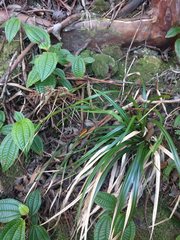 Rhynchospora sclerioides