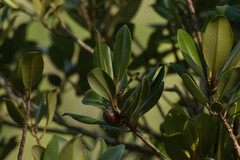 Planchonella sandwicensis