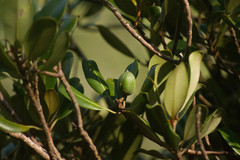 Planchonella sandwicensis