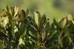 Planchonella sandwicensis