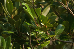 Planchonella sandwicensis