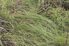 Aristida dichotoma