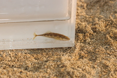 Pungitius sinensis