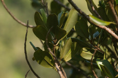 Planchonella sandwicensis