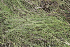 Aristida dichotoma