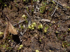 Siloxerus multiflorus