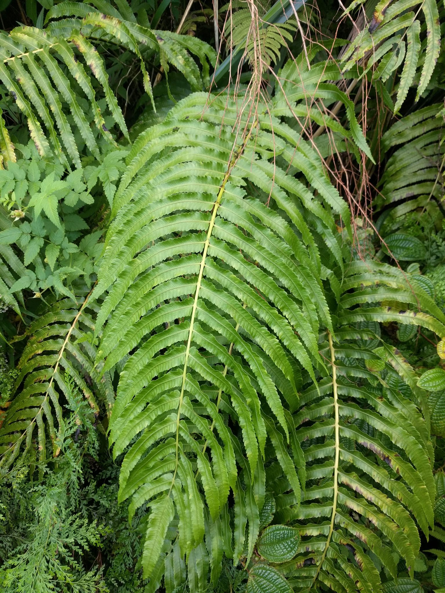 Menisciopsis